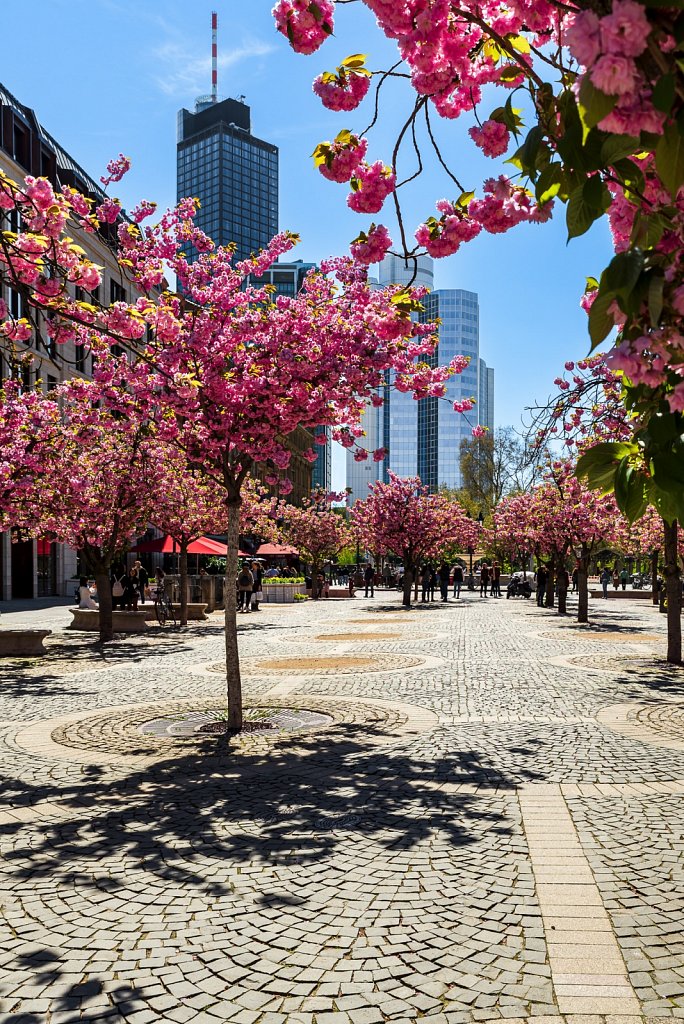 Kirschblüte Opernplatz Frankfurt #2