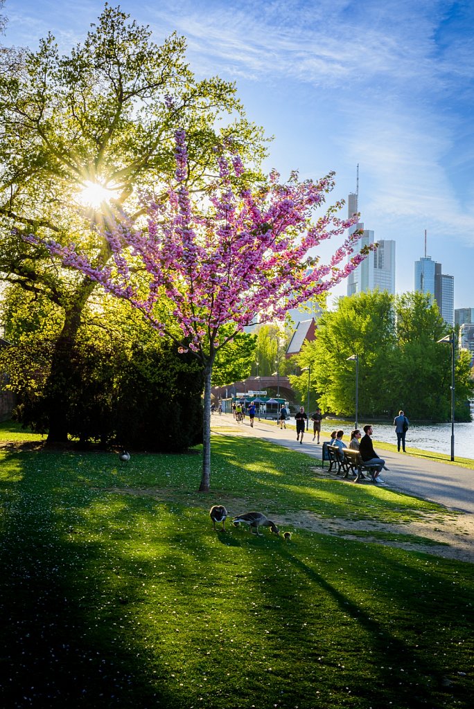 Kirschblüte am Main #2